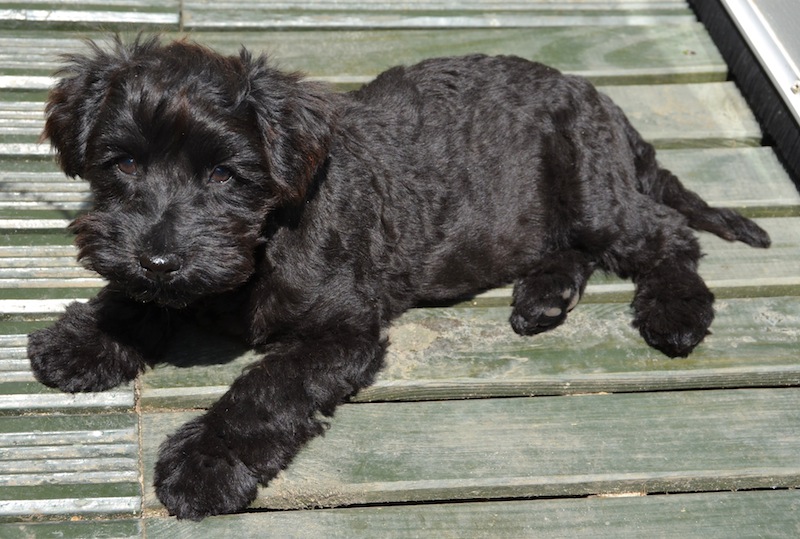 Colour photograph of a very dark brown puppy with brown button eyes, laying on green decking.