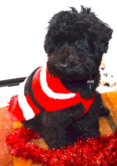 Colour photograph of a small black dog dressed in a  dog santa outfit