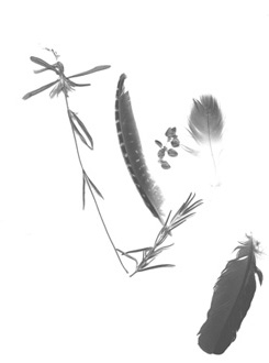Photo of herbs and feathers