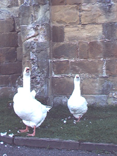 shows geese by the Priory buildings