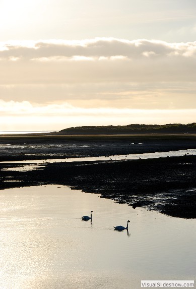 swans1