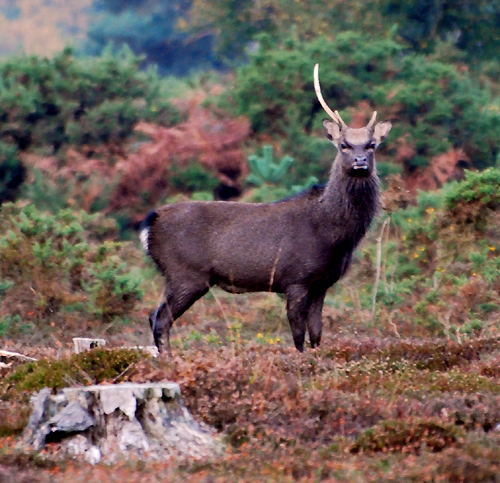 Colour photograph of a brown stag with only one antler, staring at the camera, with a tree stump in the foreground.
