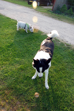 Colour photograph of a black and white sheepdog throwing a ball on the ground, with a Westie behind him.
