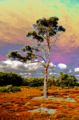 Digitally manipulated photograph of trees on the heath.