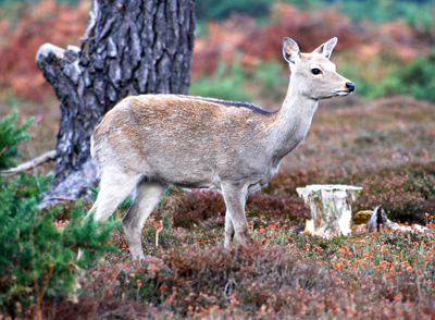 Colour photograph of a young brown faun, looking towards the right of the picture.