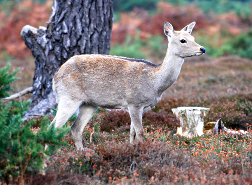Colour photograph showing a young deer on the heath with tree stumps in the background.