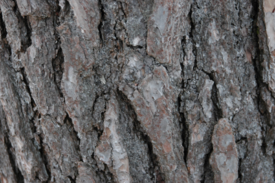 Close up colour photograph of knarled bark.