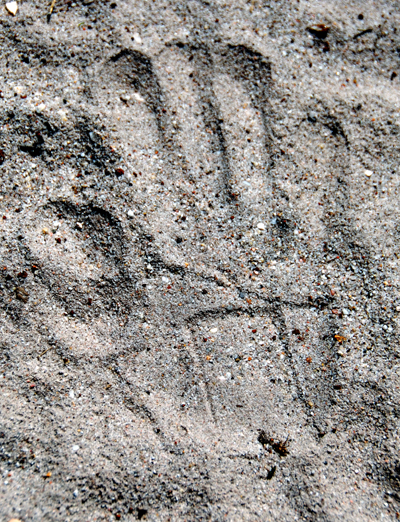 Colour photograph of hand print in sand, with imprint of wrist brace.
