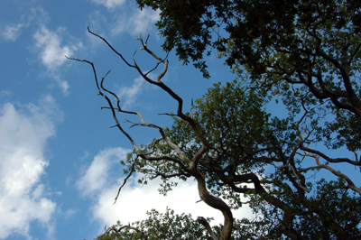 Colour photograph of branches and leaves silhouetted against a cloudy blue sky, viewed from immediately below them