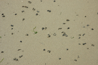 Colour photograph showing worm casts on wet sand.