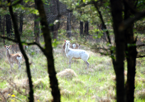 Colour photograph of two does, one of them white, staring towards the camera through the trees.