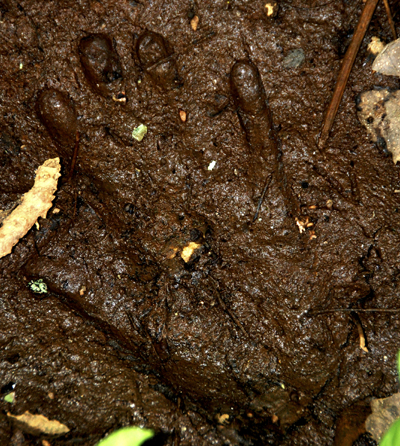 Colour photograph of hand print in web, sticky brown mud, with leaves around the edges.