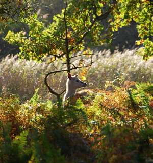 Colour photograph of the profile of a white doe's head, outlined against the bracken and the reedbeds.