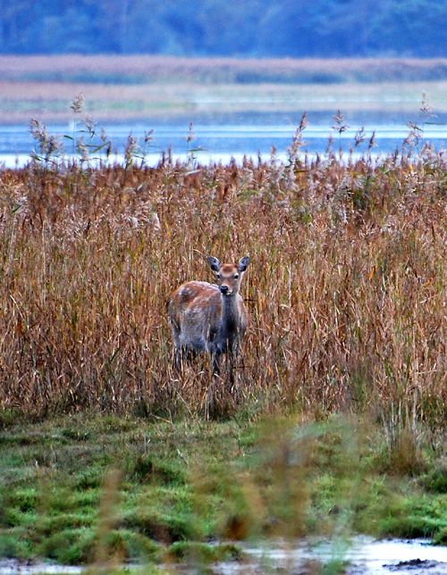 Colour photograph showing a spotted doe gazing out of the reed beds.
