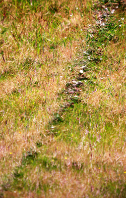 Colour photograph of an animal path in the grass.