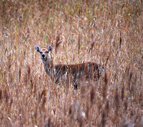 Colour photograph showing a single doe hidden in the reed bed.
