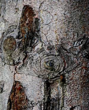 Close up colour photograph of the bark on a silver tree trunk in the shape of an eye.