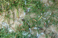 Colour photograph showing a tangle of feathers and rubbish against grass and dry sand.