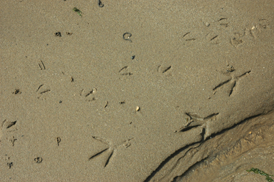 Colour photographs showing bird tracks on wet sand.