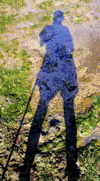 Digitally manipulated colour photograph of a shadow stick figure against a background of mud and water weed.