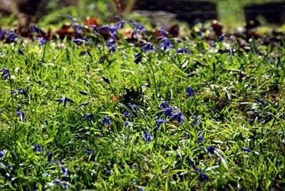 Colour photograph of bright blue flowers amongst the grass.