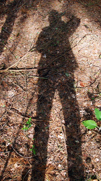 Digitally manipulated colour photograph of a shadow stick figure against a background of forest floor.