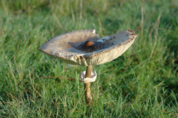 Colour photograph of a large flat toadstool with a piece broken out of it.