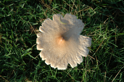 Colour photograph of a pale yellow flat toadstool with serrated edges, viewed from above.