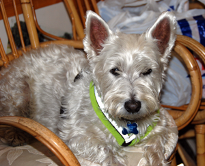 Colour photograph of a Westie sitting on a chair.