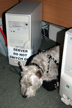 Colour photograph showing a Westie sleeping on a blanket next to computer equipment under a desk.