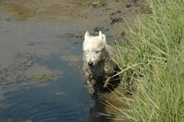 Colour photograph showing a wet westie racing through a muddy pool towards the camera.