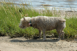 Colour photograph showing a wet westie shaking itself dry on the sand.