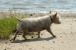 Colour photograph showing a wet westie walking purposefully across the sand towards the sea.