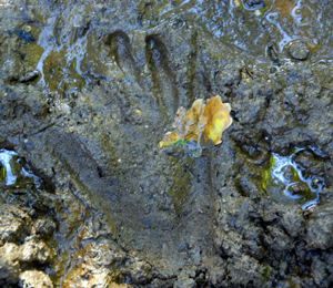 Colour photograph of a handprint in wet mud.
