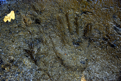 Colour photograph of hand print and bird tracks in wet gritty mud.