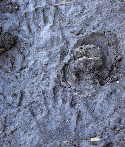 Colour photograph of hand prints and animal tracks in fine sand.