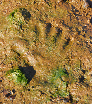 Colour photograph of a hand print outlined against yellow-brown mud.