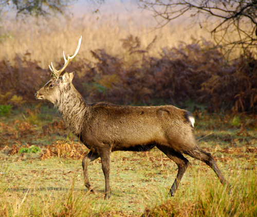 Colour photograph showing a brown stag in profile, walking in front of the reed beds.