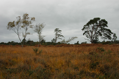 Colour photograph of heathland, with trees in the background