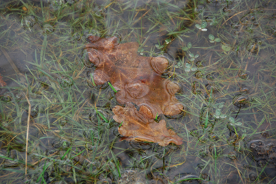 Colour photograph of water-logged grass, with leaves laying under the surface