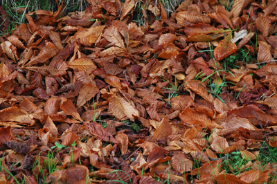 Close up photograph of brown oak tree leaves