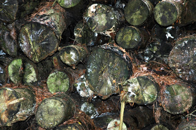 Colour photograph of a log pile, taken from the end.
