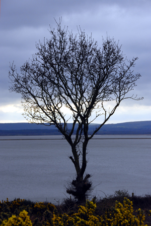 Colour photograph of a bare thorn bush, with Poole Harbour beyond it.
