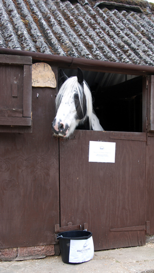 Colour photograph of a black and white horse peering over the stable door.