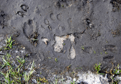 Colour photograph of hand prints and animal tracks in fine mud over sand, surrounded by grass.
