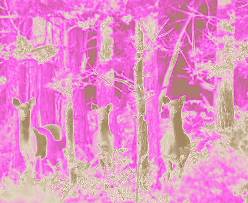 Digitally manipulated colour photograph showing three fawn-coloured deer peering out of a pink forest.