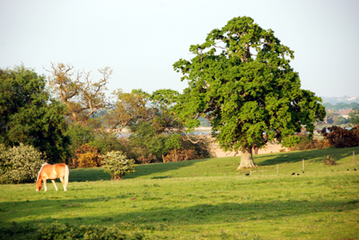 Colour photograph of a palomino-coloured horse grazing on a grassy field with oaks and other trees behind it and a glimpse of water in the background.