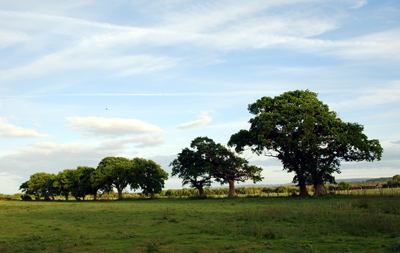 Colour photograph of oak trees lining the edge of a field.
