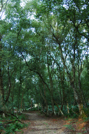 Colour photograph showing an earth path through woodland.