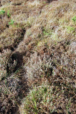 Colour photograph of an animal path through the heather.